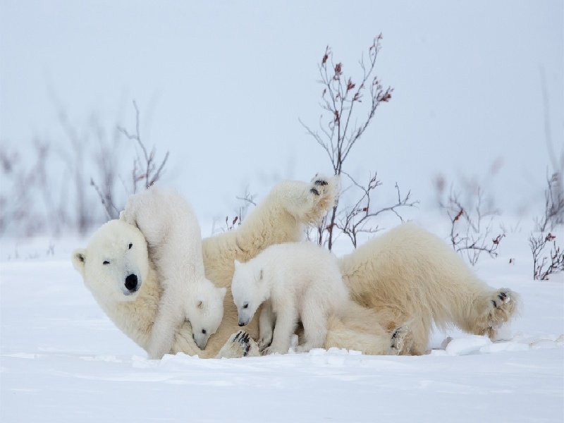 媳妇试管保胎试管移植身体反应试管 促排7天